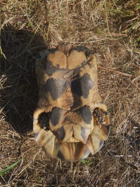 Testudo marginata...vecchissima!